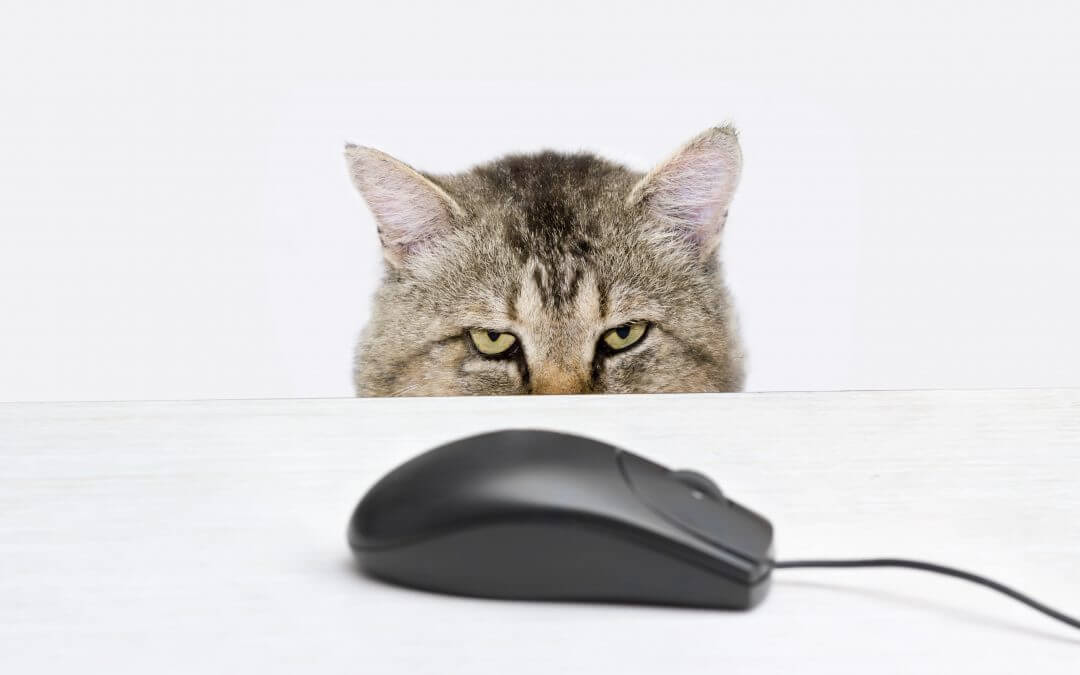 Cat hunts a computer mouse representing PowerPoint templates