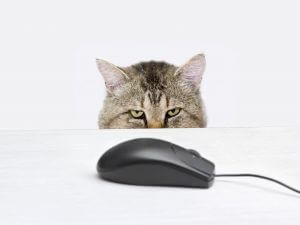 Cat hunts a computer mouse representing PowerPoint templates